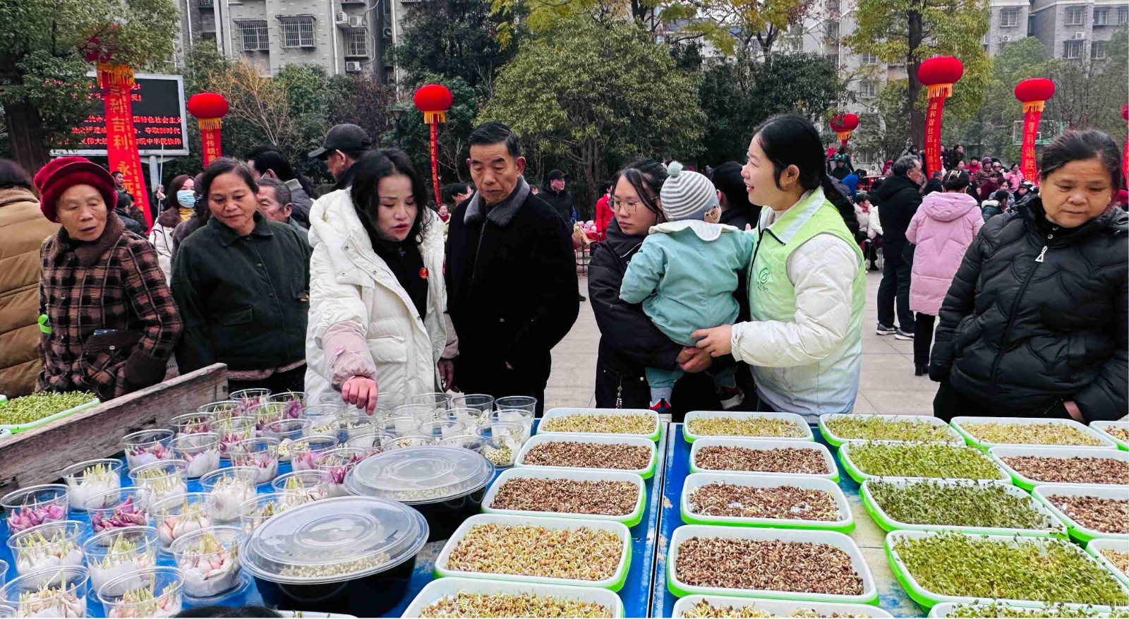和平街道：绿色水培菜种植点亮吉利社区邻里节