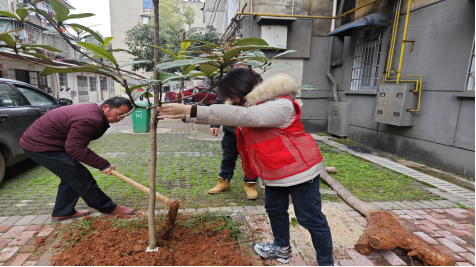 楠竹社区：开展“播种绿色希望，共建美丽家园”植树节主题活动