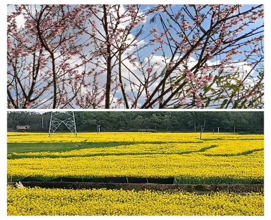 大进村：千亩油菜花绽放 美丽乡村入画来