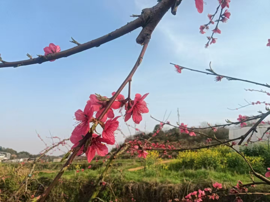 联映村：春日芳菲好，读书正当时