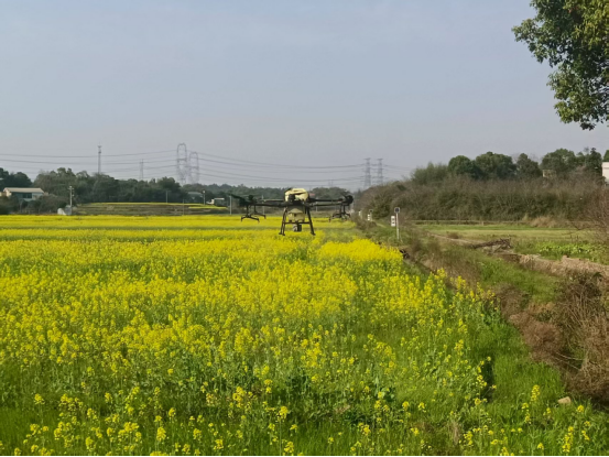 【乡村振兴】塔岭村“稻稻油”示范基地：科技赋能助力增产增收，绘就乡村振兴新画卷
