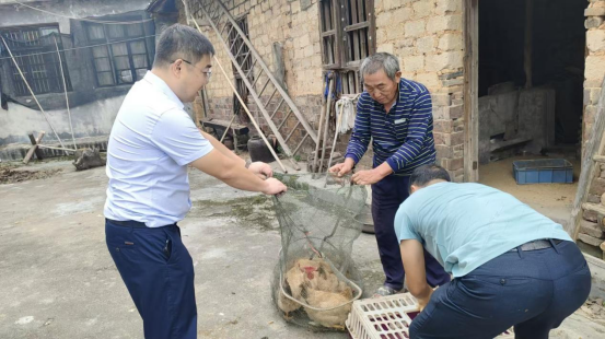 白鹭湖村：产业帮扶“送鸡上门”，精准滴灌助力乡村振兴
