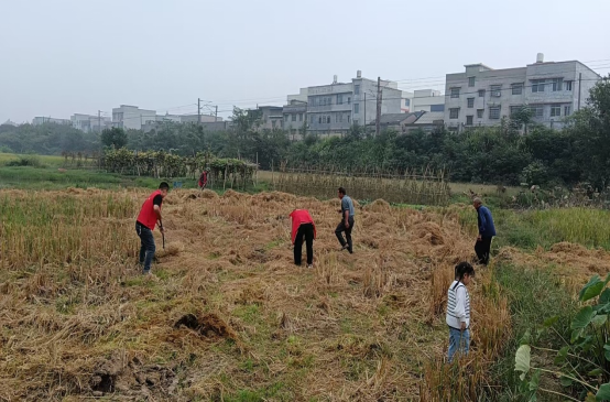 泉塘子村：助老党员收稻草，共践秸秆禁烧倡议