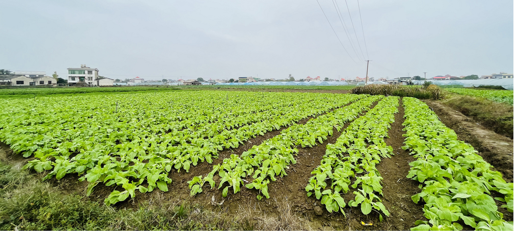 湘潭矮脚白喜获丰收 姜畲“蔬”写乡村振兴新篇章