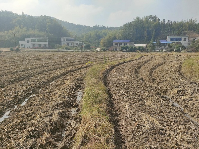 鹤岭镇：秋冬田不“闲”   油菜种植忙