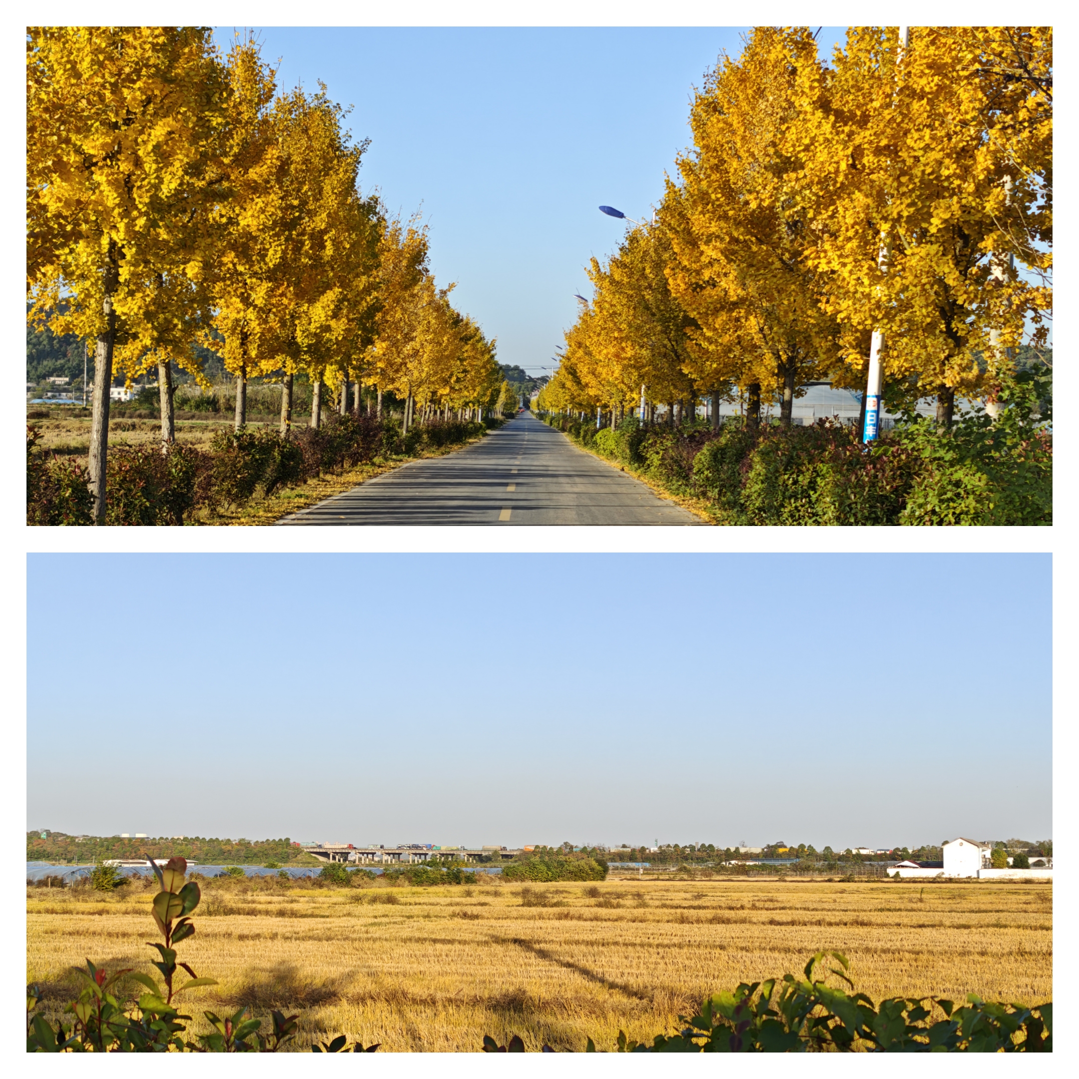 姜畲镇棋盘村：绘就“黄绿交织”新画卷，奏响乡村振兴奋进曲