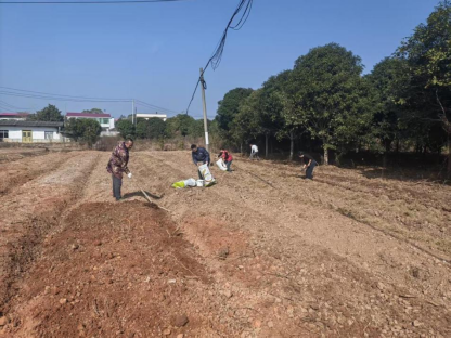 清泉村：荒地复耕焕生机，干群同心种土豆