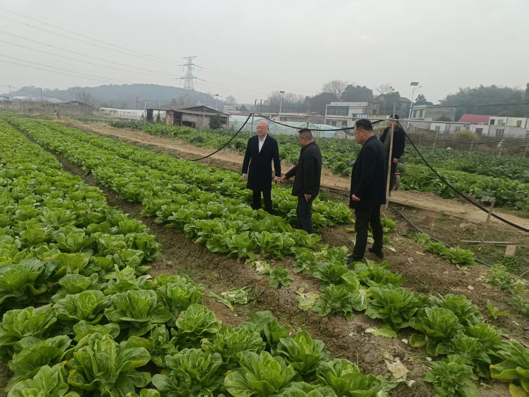 雨湖区农业农村局：政企联动，破解蔬菜滞销难题
