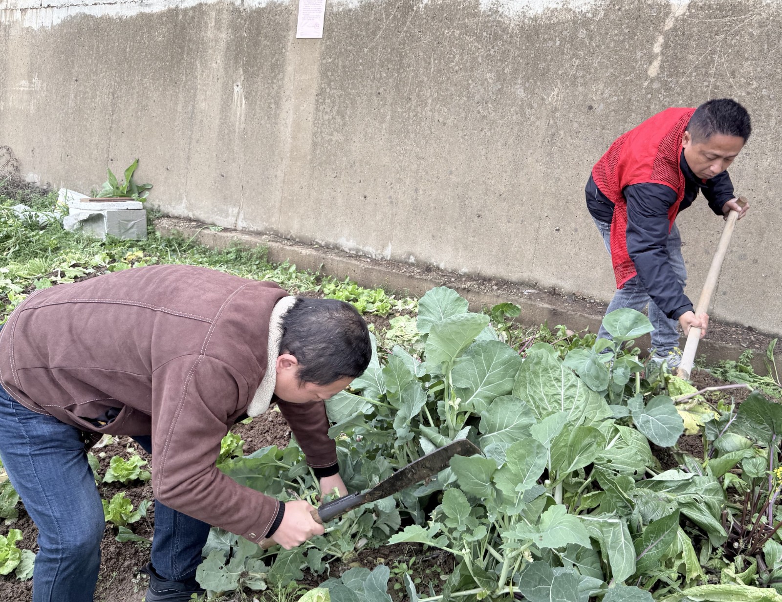 三义井社区：清理河岸“小菜地” 守护河流水生态