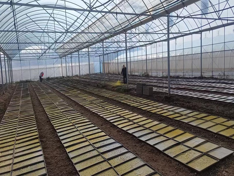 鹤岭镇：开犁启新程 春耕农忙正当时