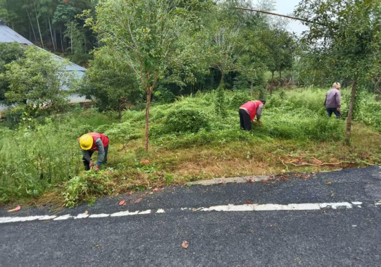播撒百日草 扮靓新家园——白鹭湖村以花为媒推动人居环境“双提升”