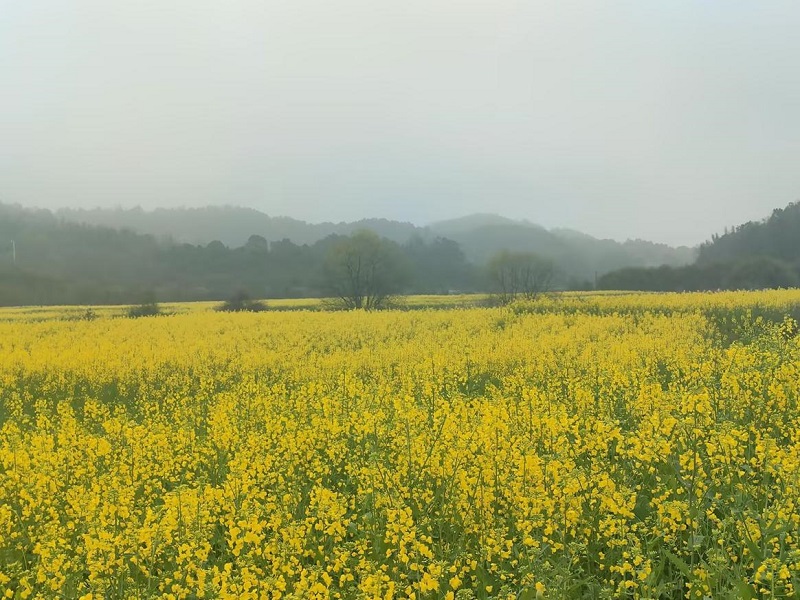 鹤岭镇：聚焦冬油菜春季田间管理，守好人民群众“油罐子”