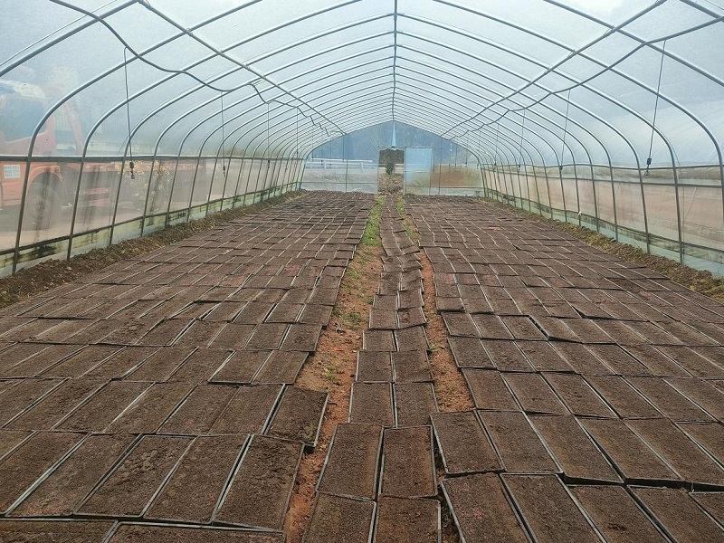 鹤岭镇：抓好集中育秧 夯实粮食基础