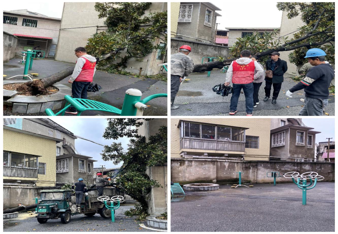 【我为群众办实事】古梁巷社区：闻讯而动除隐患，快速处置倒塌危树暖民心