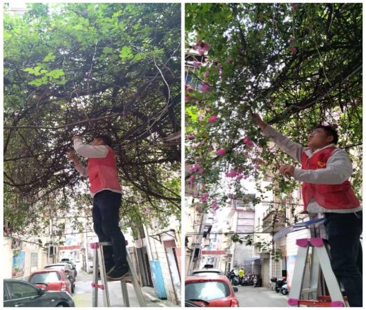 【我为群众办实事】古梁巷社区：清理枯藤除隐患 为民服务暖人心