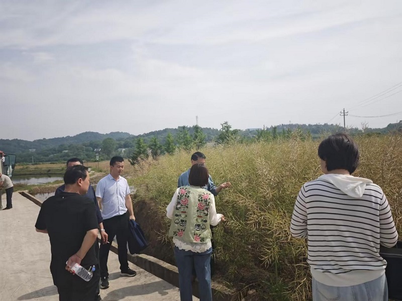 鹤岭油菜喜迎丰收，从“满田金黄”到“颗粒归仓”