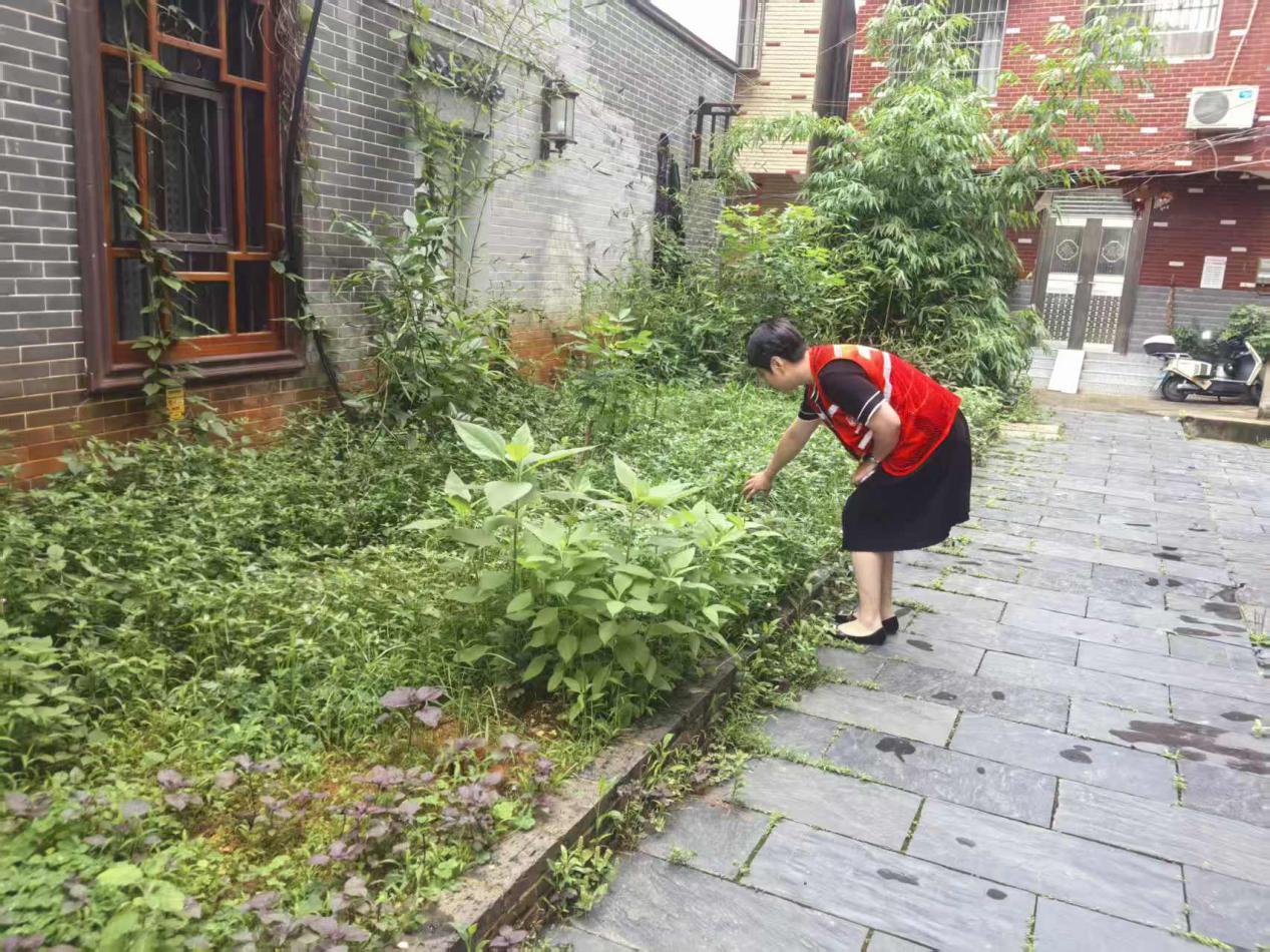 无毒社区，共同守护——风车坪社区开展禁种铲毒行动