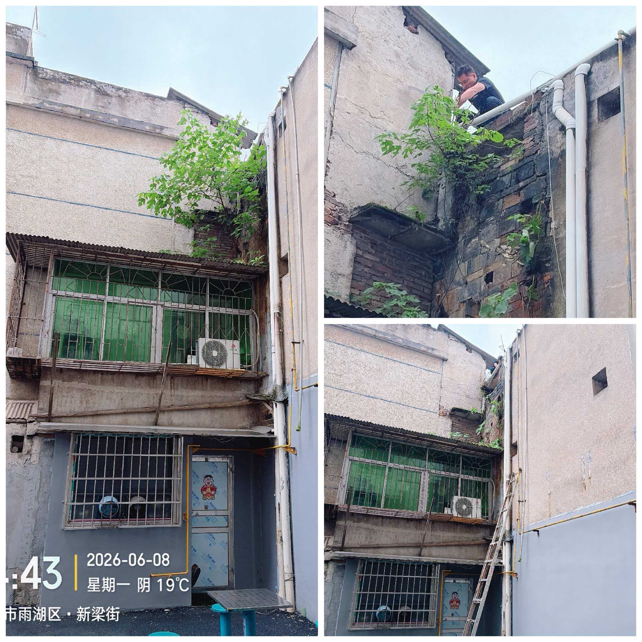 【我为群众办实事】古梁巷社区火速清除新梁街墙缝野树 筑牢老旧小区安全防线