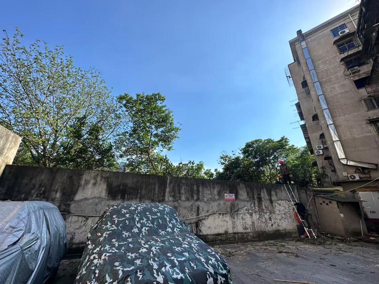 【平安雨湖】车站路社区：修剪危树除隐患 美化环境暖民心 助力平安建设