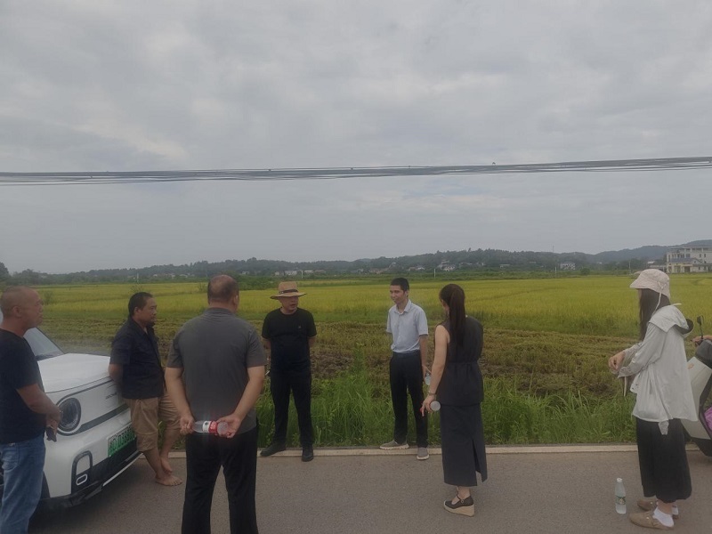 鹤岭镇粮油生产绿色高产高效基地喜丰收