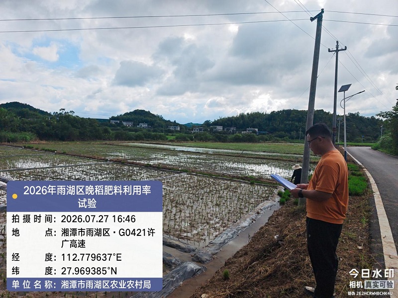 鹤岭镇开展晚稻肥料利用率试验，助力农业科学生产